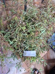 Daun Putri Malu – Mimosa Pudica L Leaves