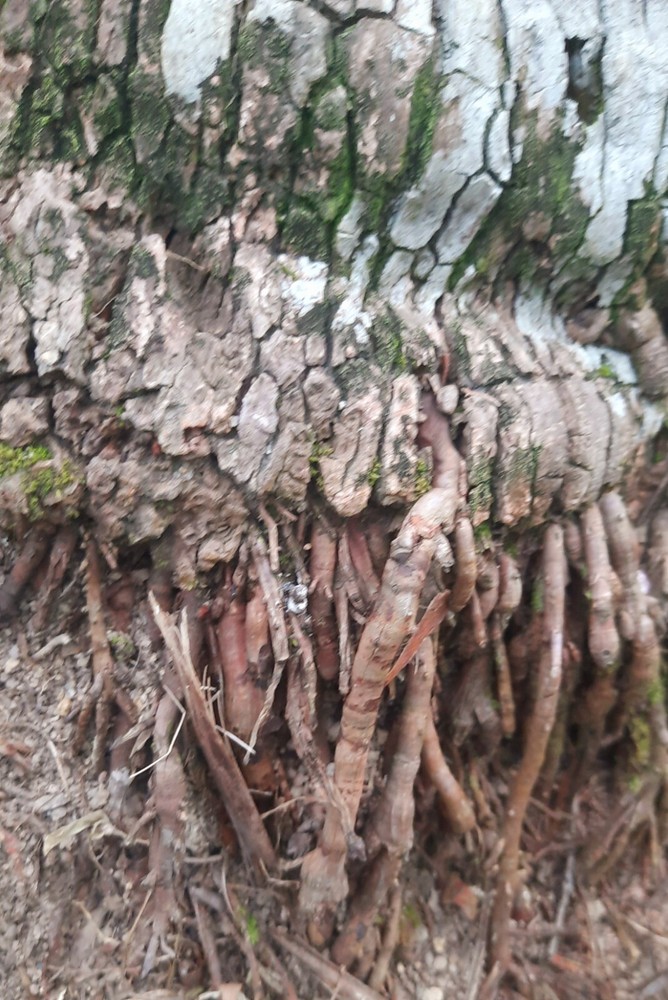 Natural Dried Coconut roots 100g (Cocos nucifera)