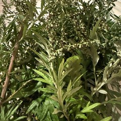 Mugwort Rough Cut Wicca Herb C/s ORGANIC USA Ship ~ Artemisia vulgaris FRESH 4oz