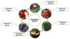 Gano Excel Ganoderma Lucidum(Lingzhi) + Excellium(Mycellium) x3 sets|DHL EXPRESS