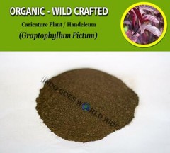 POWDER Caricature Plant Handeleum Graptophyllum Pictum Organic Wild Crafted Herb