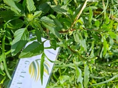 Daun Bayam Duri – Dried Amaranthus spinosus