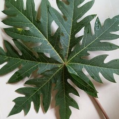 Dried Papaya Leaves Ceylon Organic Natural For Immunity Boost (Carica Papaya)50g