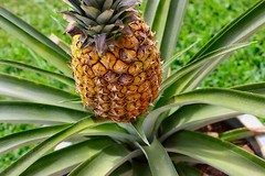 Pineapple powder 16oz (453g) Freeze Dried Kosher Vitamin B, C Rich SoFruta