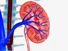 kidney cleanse – KIDNEY SUPPORT – kidney stone breaker – 2 Bottles
