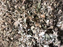 No.23 Blend Herb Osha Lobelia Mullein Colts Catnip Raspberry Mint – 1/2 oz Ounce
