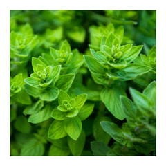 Oregano Oil Balm | Antifungal | Antibacterial | Antiparasitic | Organic Natural