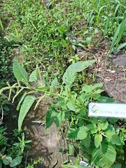 Daun Bayam Hjau – Amaranthus – green amaranth Dried Leaves