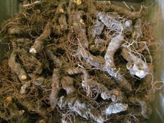 Bloodroot – Whole Dried Root, Appalachian Mountains Wild Harvest