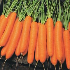 Carrot Root Powder | 4oz to 5lb | 100% Pure Natural Hand Crafted