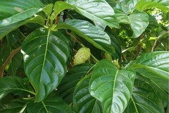 Organic Dried Noni Leaves Herbal Tea 100% Pure Natural Morinda Citrifolia Ceylon