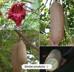 Kigelia Africana Oil For Breast, Butt & Peni$ Enlargement.