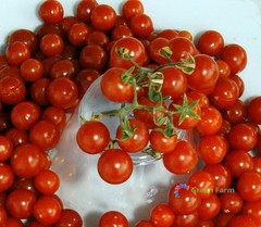 10 Seeds Red Currant Tomato Smallest Edible Juicy Fruit Unpretentious Plants