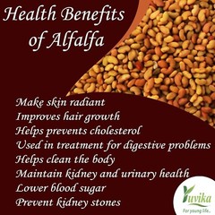 Alfa Seeds Alfalfa Seeds Medicago Sativa Lucerne Grass Seeds Whole Herbs