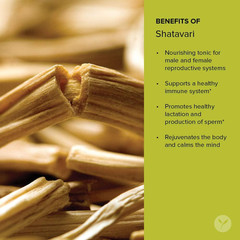 Banyan Botanicals Shatavari Powder – Organic Asparagus Racemosus Root Powder – R