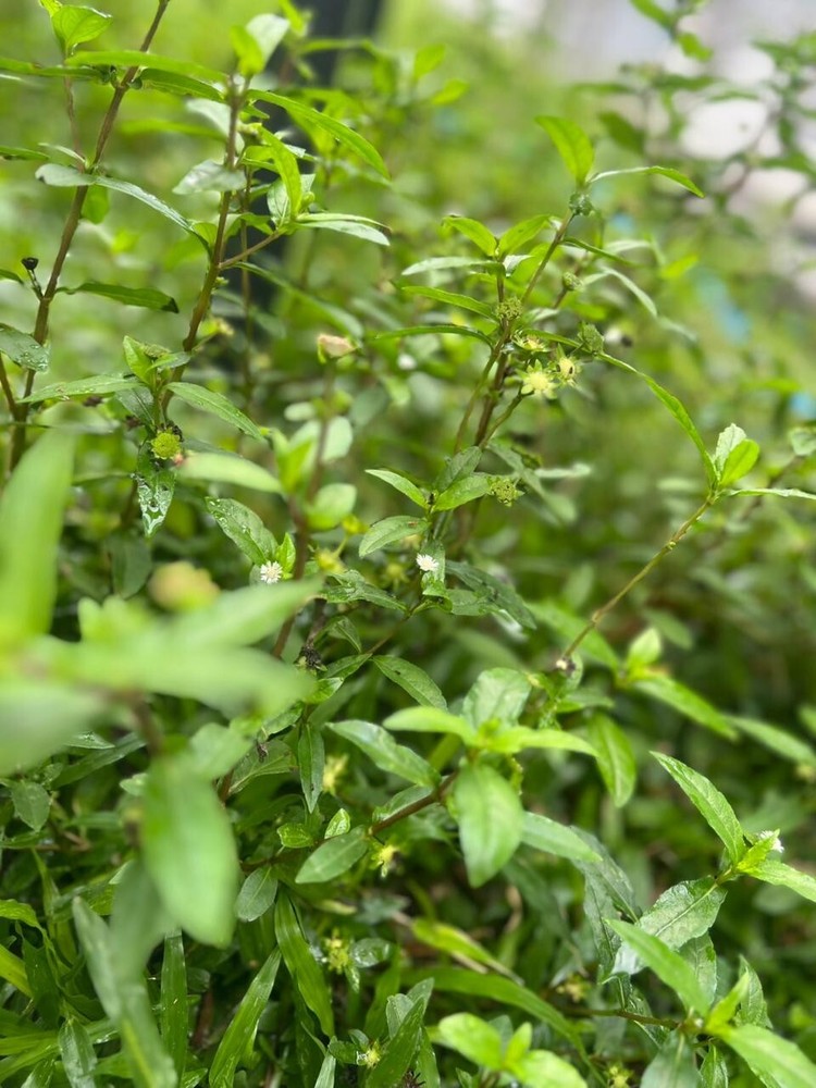 Organic Eclipta Prostrata False Daisy Leaves Ceylon Premium Grade Herbs