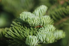 Balsam Fir Essential Oil | 1floz to 4floz | 100% Pure Natural Hand Crafted