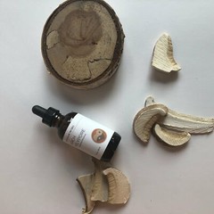 BIRCH POLYPORE MUSHROOM – TINCTURE
