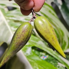20 Seeds Gymnema Sylvestre Traditional Useful Herb Plants Perennial Tree Vine