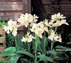 2 Bulbs Cream White Canna Lily Rare Tropical Perennial Exotic Plant Home Garden