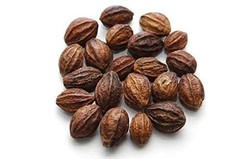 Natural Harad Badi Haritaki Terminalia Chebula Tree Fruit Herb For Good Health