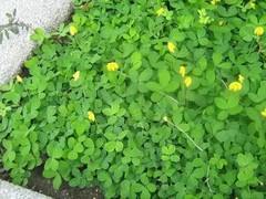 Daun Kacang Hias (Arachis Pintoi) Pinto Peanut Dried Leaves