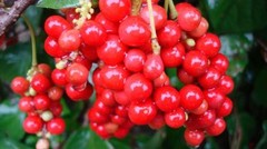 WholeSALE!! Schisandra Berry PREMIUM Powder-4 oz, 1, 2 lbs.