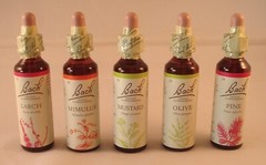 Bach Flower Remedies, Chicory 20ml. BBE 12/2026