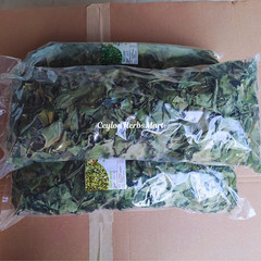 100% Organic Dried Insulin Plant Leaves ( Costus Igneus ) Thebu Leaf Herbal Tea