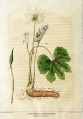 Bloodroot – Whole Dried Root, 2026 Wild Roots – 1 Oz. (Sanguinaria canadensis)