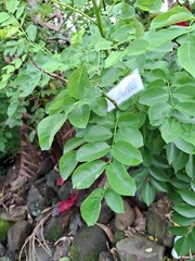 Daun Gamal – Gliricidia sepium Dried Leaves