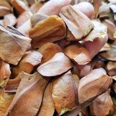 SKY FRUIT SEED (SWIETENIA MACROPHYLLA) – 100% Natural Herbal Supplement MALAYSIA