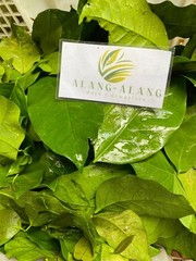 Daun Melinjo (Gnetum gnemon) Spanish Joint Fir Dried Leaves