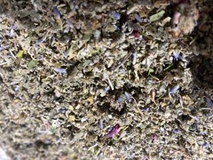 skullcap lavender rose lettuce damiana passionflower marsh rasp mullein no64 mix