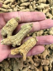 1LB Per Bag High-Quality American Ginseng Root 正宗半野美国威州花旗参/西洋参(1磅装)-U.S Seller
