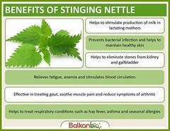 Stinging Nettle Seeds – Organic BIO Wild Kosher – Urtica dioica BEST QUALITY