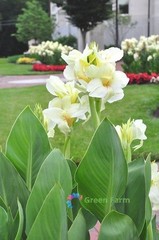 2 Bulbs Cream White Canna Lily Rare Tropical Perennial Exotic Plant Home Garden