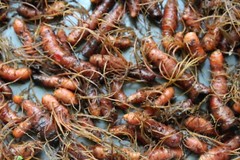 Bloodroot – Sanguinaria canade, Cut Root – Appalachian Mountains Wild Harvest