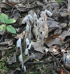 2oz Indian/Ghost Pipe Tincture Double Extraction Foraged – Monotropa Uniflora