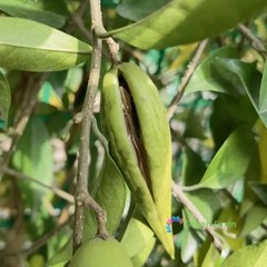 20 Seeds Gymnema Sylvestre Traditional Useful Herb Plants Perennial Tree Vine