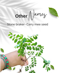 Live Chancapiedra Plant Phyllanthus Amarus Ewe Eyin Olo Yoruba Spiritual Cleanse