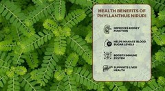 120g Phyllanthus Niruri Chanca Piedra Stone Breaker Pure Dried Herb Gale of Wind