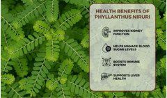 130g Phyllanthus Niruri Chanca Piedra Dry Stone Breaker Pure Natural Dried Herb