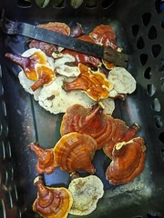 Turkey Tail & Reishi Mushroom for Making Teas or Extracts, All Natural, 4 oz.