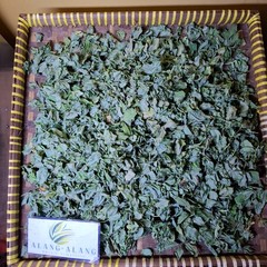 Daun Kacang Hias (Arachis Pintoi) Pinto Peanut Dried Leaves