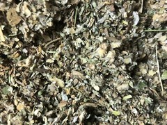 No.23 Blend Herb Osha Lobelia Mullein Colts Catnip Raspberry Mint – 1/2 oz Ounce