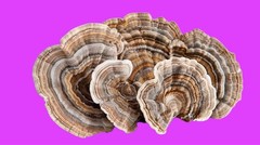 4oz Dried Turkey Tail Mushrooms Harvested In The USA Oregon Whole & Pieces