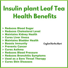 Insulin Plant Leaves Powder Thebu Costus Igneus Blood Sugar Support Herbal Tea