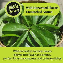 Soursop Leaves, 200+Graviola Leaves, Hojas De Guanabana Leaf, Tea,