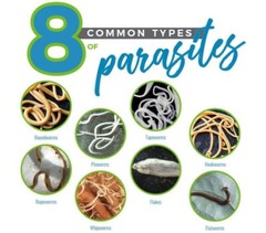 Parasite Detox Cleanse 2 oz(60m0l)